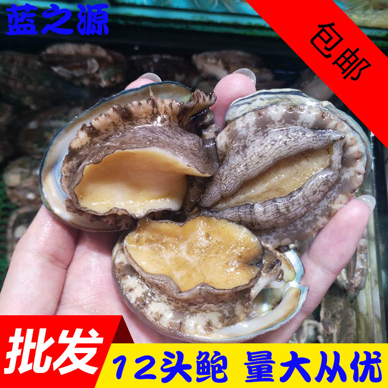 九孔鲍鱼 大连新鲜鲜活鲍鱼 新鲜海鲜小鲍鱼贝类40g/ 一斤起包邮