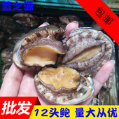 包邮 九孔鲍鱼 一斤起 新鲜海鲜小鲍鱼贝类40g 大连新鲜鲜活鲍鱼