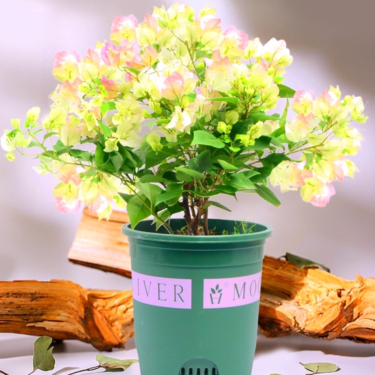 三角梅盆栽带花绿漳红樱爬藤植物室内阳台大苗耐寒老桩四季开花卉