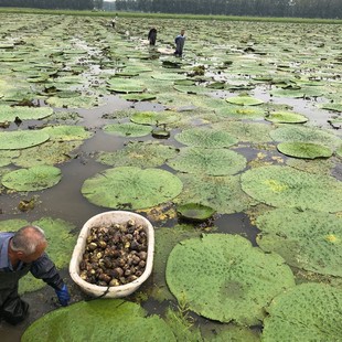 新货信阳新鲜芡实鸡头米磨皮带壳鸡头果鸡头籽精选大号大颗粒500g