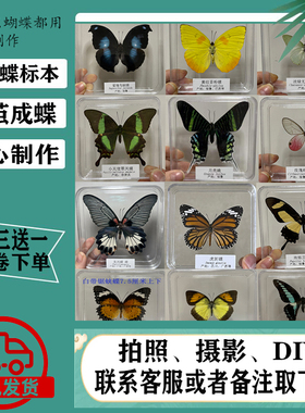 蝴蝶标本真蝴蝶标本昆虫标本蝴蝶拍摄道具DIV学生教学透明盒子装