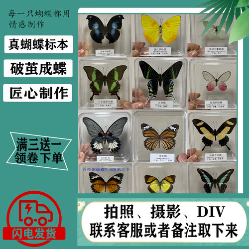 昆虫标本蝴蝶标本展蝴蝶