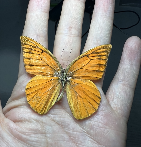 红翅尖粉蝶appias nero fruhstorfer未展翅原蝶真蝴蝶 标本