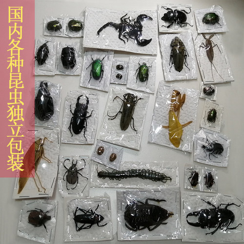 兜虫标本价格 兜虫标本图片 星期三