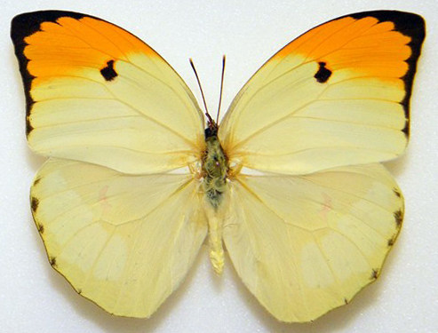 金顶大粉蝶anteos clorinde未展翅原蝶真蝴蝶标本蝴蝶标本