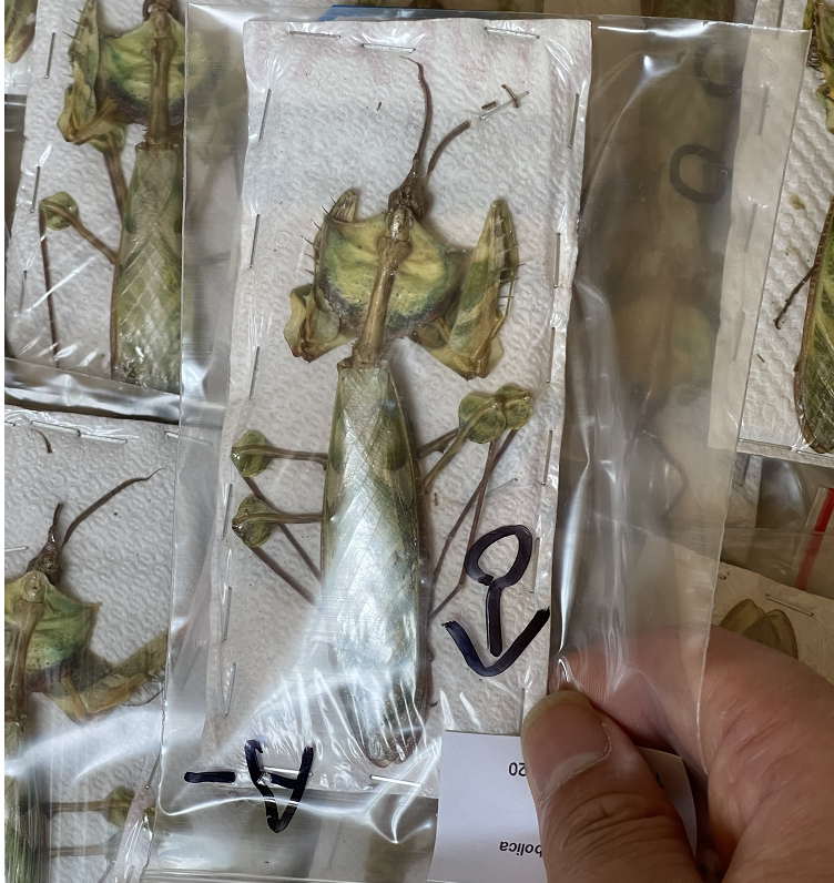 非洲大魔花螳螂 idolomantis diabolica a-螳螂标本昆虫标本