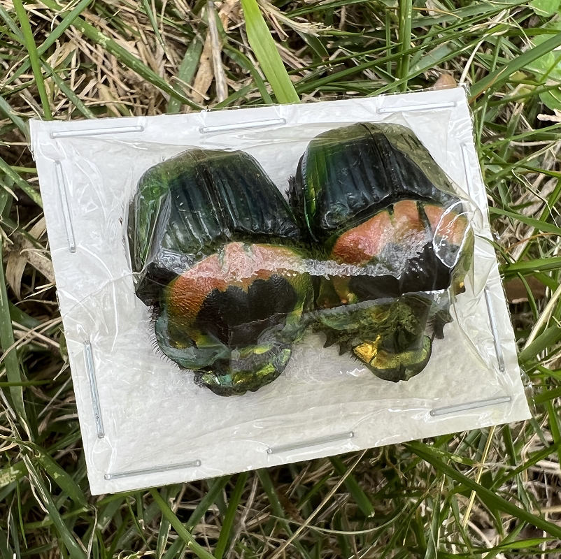 帝王粪金龟蜣螂标本phanaeus imperator 大角 中角 真昆虫标本