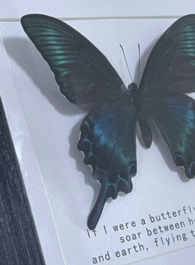 绿带翠凤蝶Princeps maackii真蝴蝶标家居摆件家纺工画教师节礼物