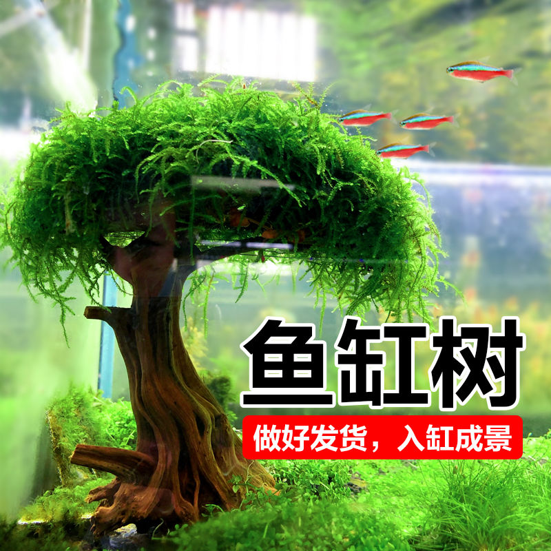 鱼缸树莫斯树水草缸造景