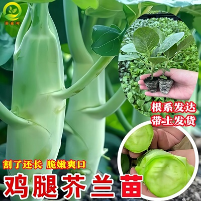 鸡腿芥兰苗带土老品种香菇芥蓝脆甜可口四季粗条芥兰菜苗割完又长
