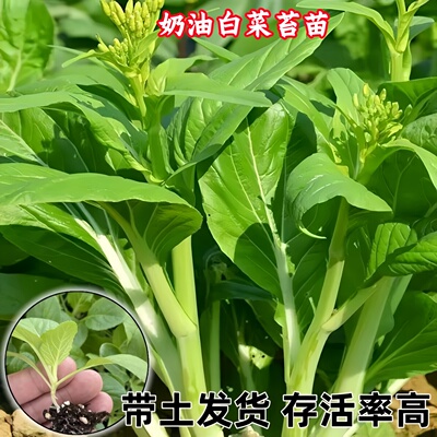 奶油白菜苔秧苗带土球好种植菜苗