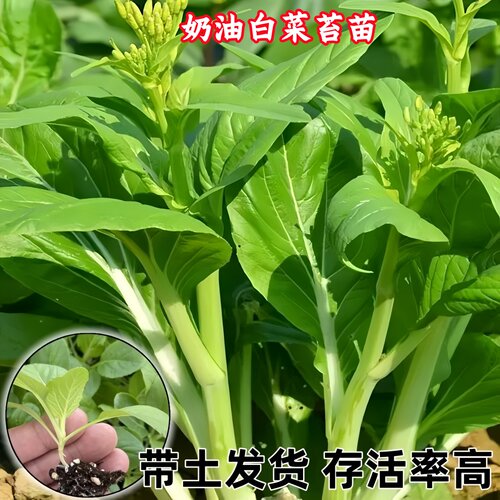 奶油白菜苔秧苗带土球好种植菜苗