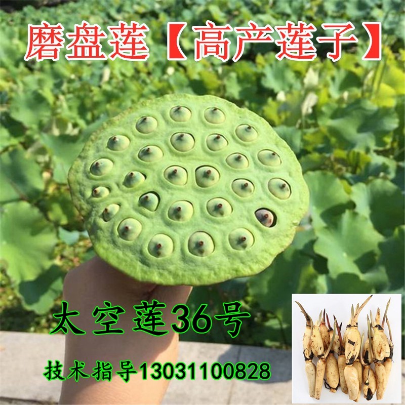 浅水藕食用藕种藕苗太空莲36号种子高产莲子池塘稻田盆养深水种植