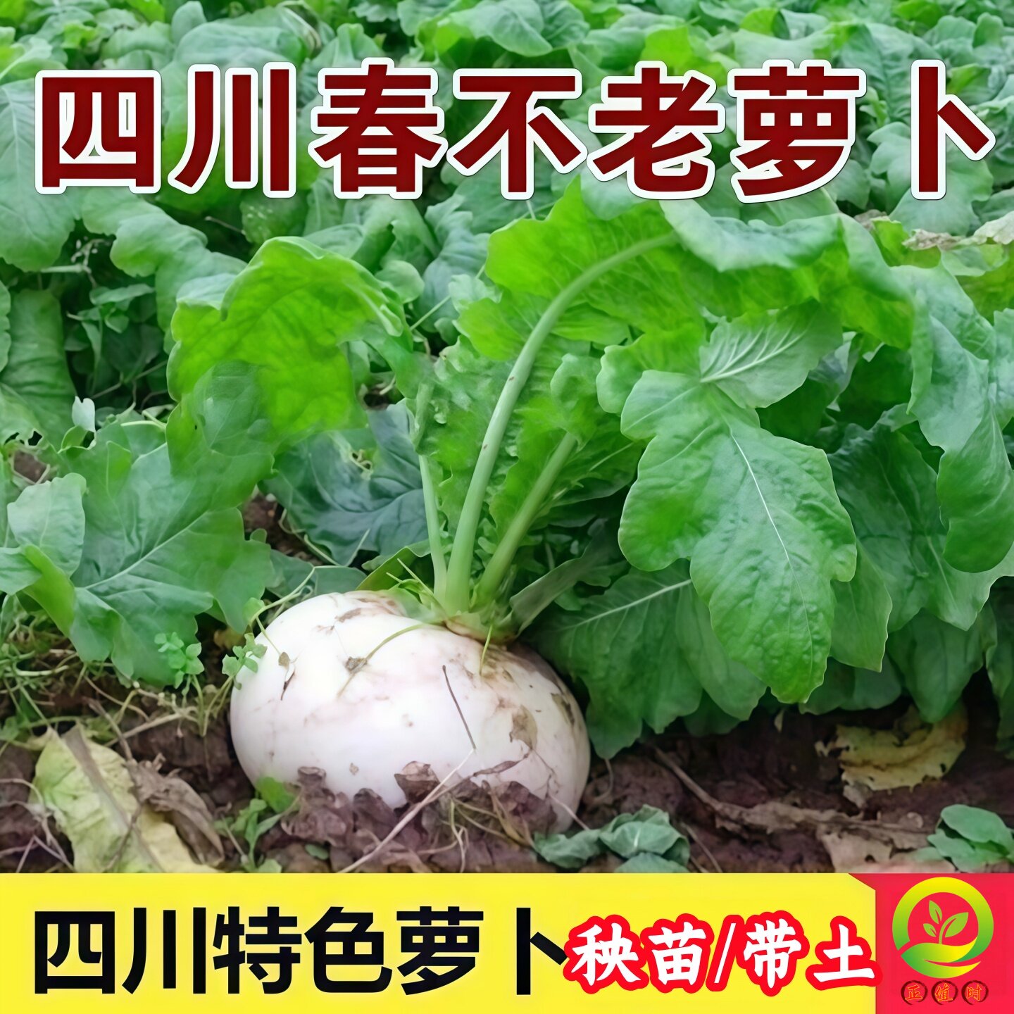 四川春不老萝卜苗农家田园蔬菜种子圆白萝卜秋播老品种萝卜苗带土