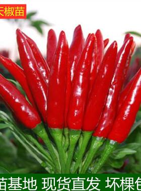 小米椒苗 朝天椒种籽苗 高产彩色簇生新鲜盆栽苗辣椒种子蔬菜苗秧