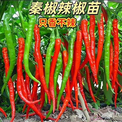 陕西秦椒香辣辣椒苗四季高产