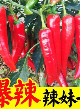 辣妹子苗辣椒秧苗辣子幼苗尖椒线椒泡椒小米薄皮甜椒朝天椒种