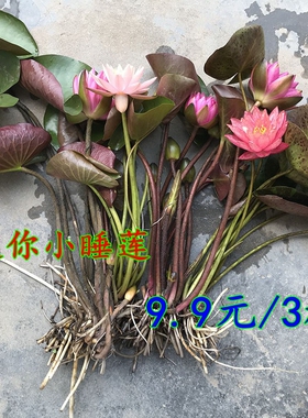 水生小睡莲根块庭院池塘碗莲迷你水培植物花卉种根荷花种苗花根茎