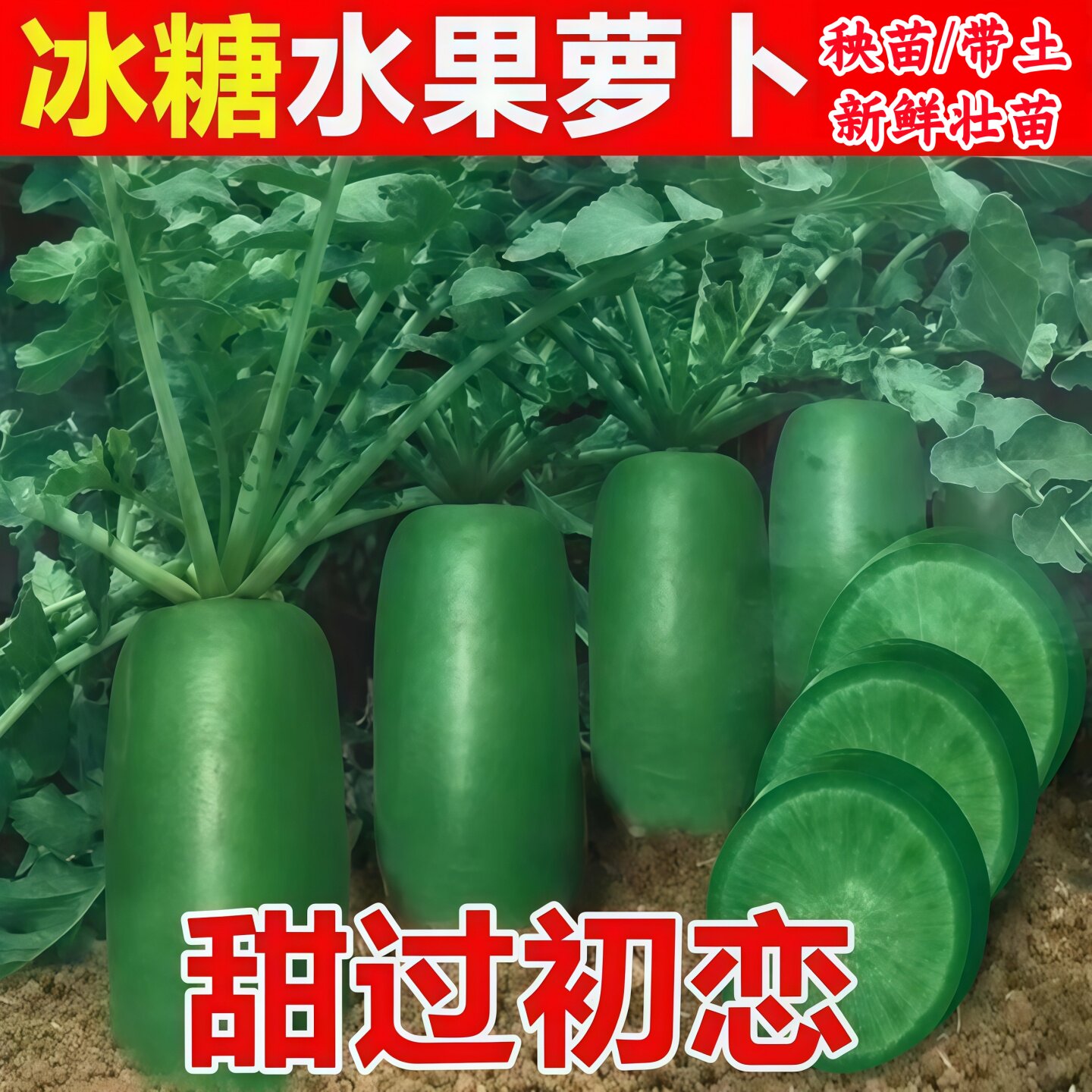 带土冰糖心水果萝卜苗脆甜生吃甜图片