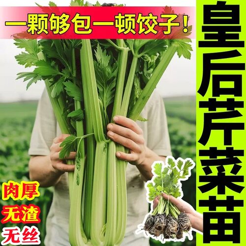 法国皇后西芹秧苗带土秋冬耐寒