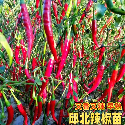 四季高邱北辣椒苗秧苗正宗樟树港辣椒小米辣二荆条辣椒蔬菜种植苗