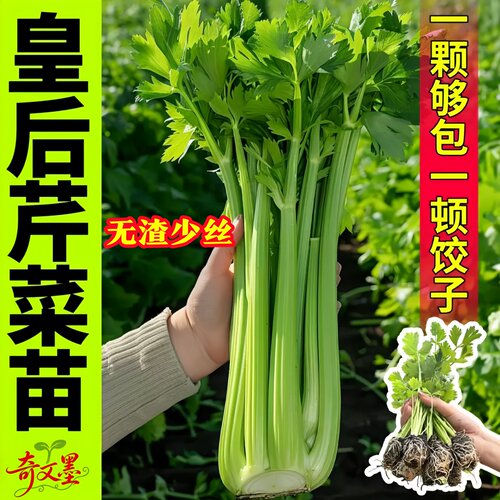 皇后西芹苗秋冬大肉西芹苗水果西芹秧苗新鲜根苗带土菜苗批发大全