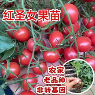 本地红圣女果苗秧苗酸甜薄皮番茄农家西红柿苗子四季阳台小番茄苗