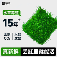 莫斯水草鱼缸造景草缸真草珊瑚莫斯慕斯水草莫斯树造景水草植物