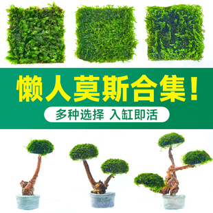 yee鱼缸造景莫斯淡水水草阴性新手火焰片装 三角垂泪怪厥珊瑚莫斯