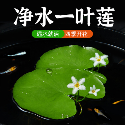 一叶莲净水造景水培植物