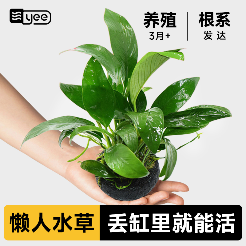yee水榕水草鱼缸好养易活