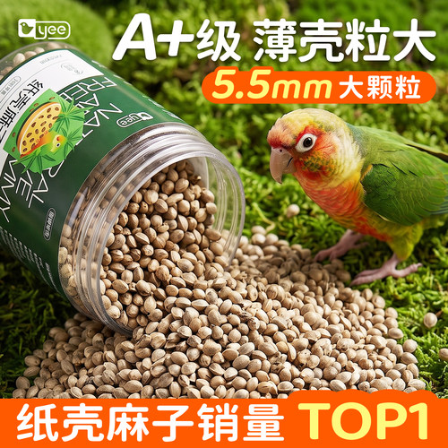 5层筛选5.5mm大颗粒薄皮火麻子