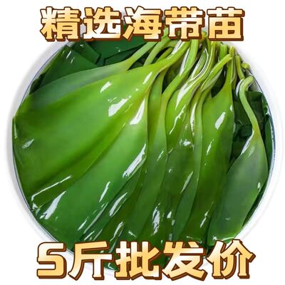 福建霞浦当季盐渍海带嫩苗