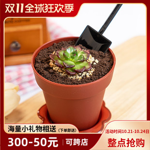 个装木糠杯蛋糕杯子花盆型蛋糕杯盆栽杯送铲子吃土杯送盖子勺子