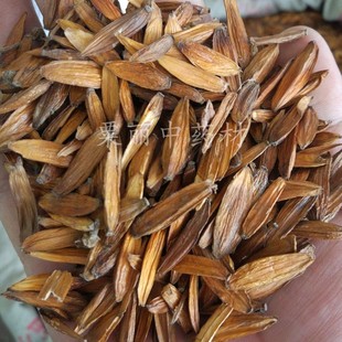 喜树子 喜树果一斤包邮 旱莲 水栗 水桐树 天梓树 旱莲子 千张树