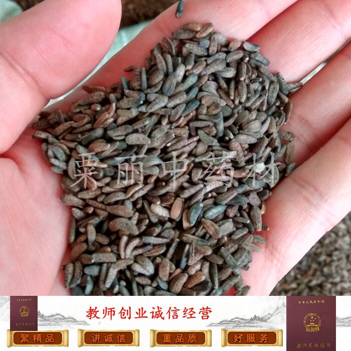 鼠粘子 牛蒡子 大力子 牛子 500克 正品干品,包邮一斤