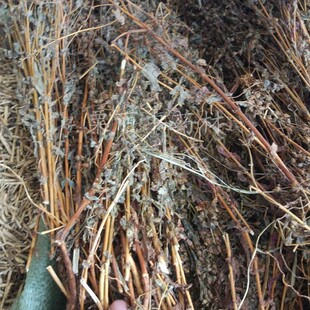 大叶田基黄 大田基黄 硬田基黄 干品野生 500克包邮