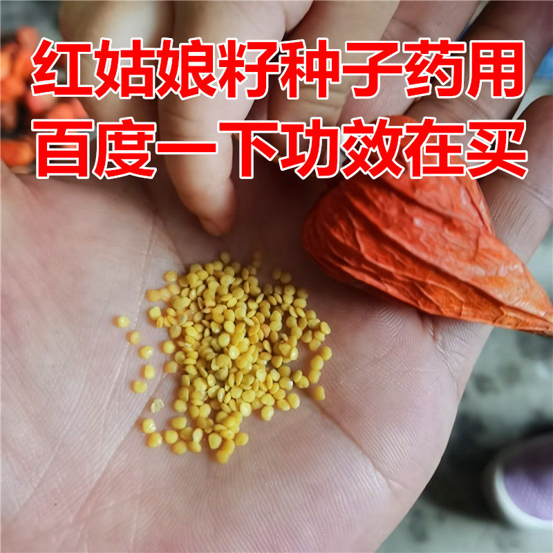 长白山野生红姑娘山姑娘苦姑娘锦灯笼果种子干籽药用100克包邮