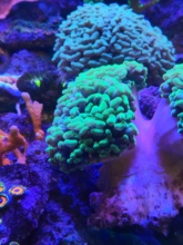 活体珊瑚 鱼缸造景 分支榔头水族景观，60元/头