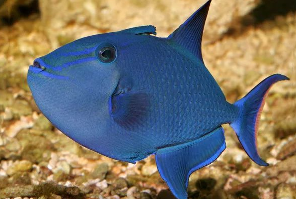 观赏海水鱼 魔鬼炮弹鱼 活体鱼