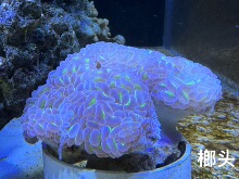 活体珊瑚 鱼缸造景 榔头 水族景观