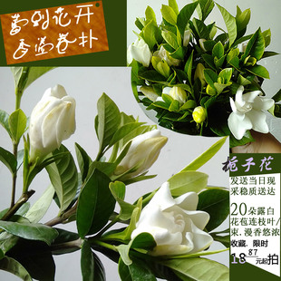 四川成都大栀子花新鲜花束新鲜现剪插花露白花苞带枝叶栀子鲜切花