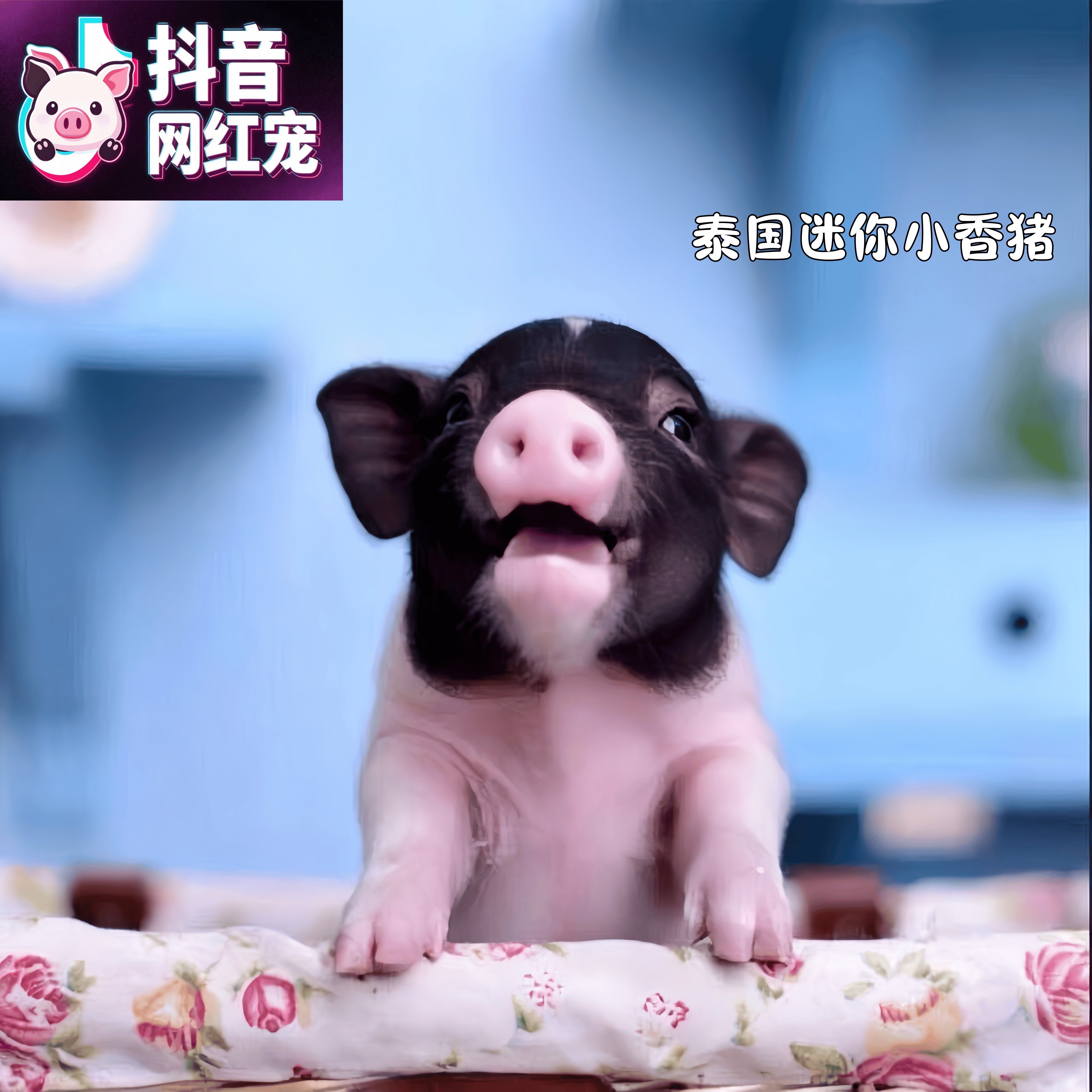 小型可爱萌宠网红泰国迷你小香猪活体长不大宠物猪幼崽活物猪