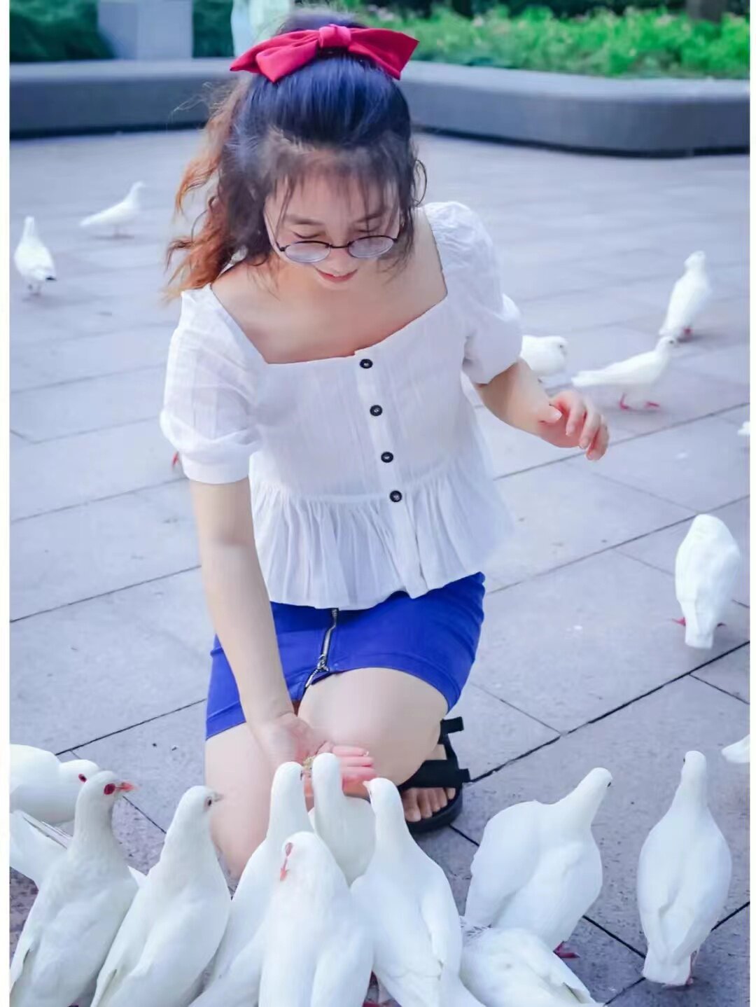 鸽子活体下蛋土鸽鸟类活宠物鸽落地王鸽子家养老鸽子便宜易活幼鸽