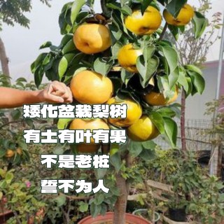 梨树苗盆栽南方北方四季可种阳台盆栽梨树苗当年结果观赏老桩树形