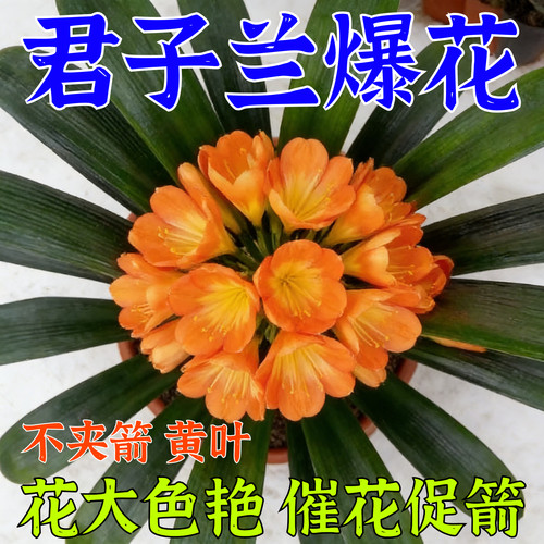 君子兰促箭剂君子兰快速拔箭授粉专用营养肥防黄叶不对称催花剂