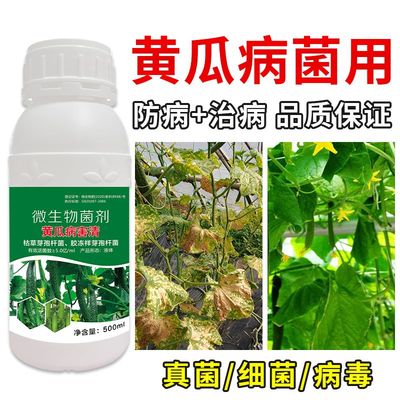 黄瓜病全治黄瓜黄点靶斑病角斑病霜霉灰霉病叶枯病黄瓜专用杀菌剂