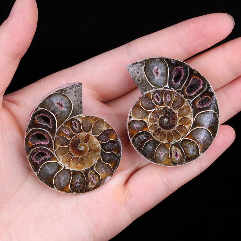 新品天然古生物花石 菊石切片螺 马达加斯加原石矿物晶体标本摆件,饰品/流行首饰/时尚饰品新,摆件,淘宝优惠券,粉丝福利购,淘宝优惠卷