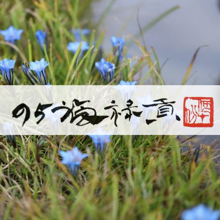 95福䘵贡 行家珍藏