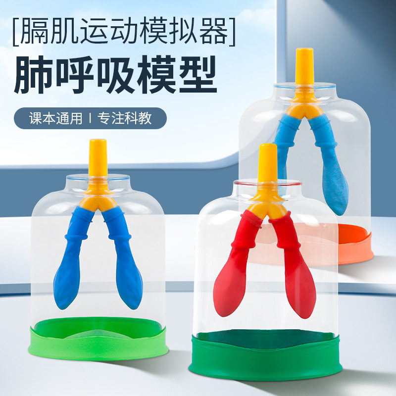 六鑫肺呼吸模拟器膈肌运动模型人体肺气体交换初中物理实验器材教学仪